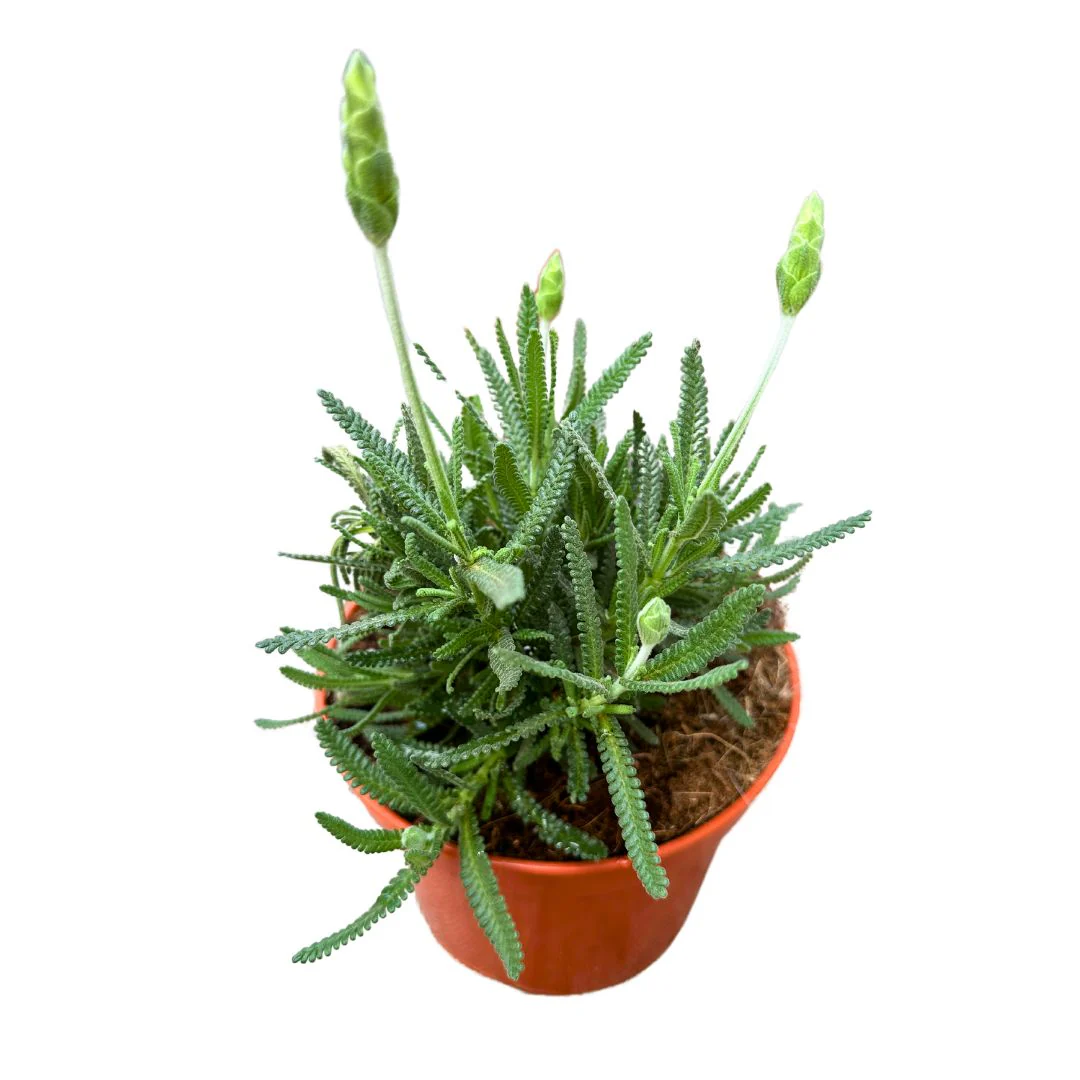 Lavanda Dentata Planta Ornamental Para Jardines Y Macetas (lavandula Dentata) Maceta 14cm