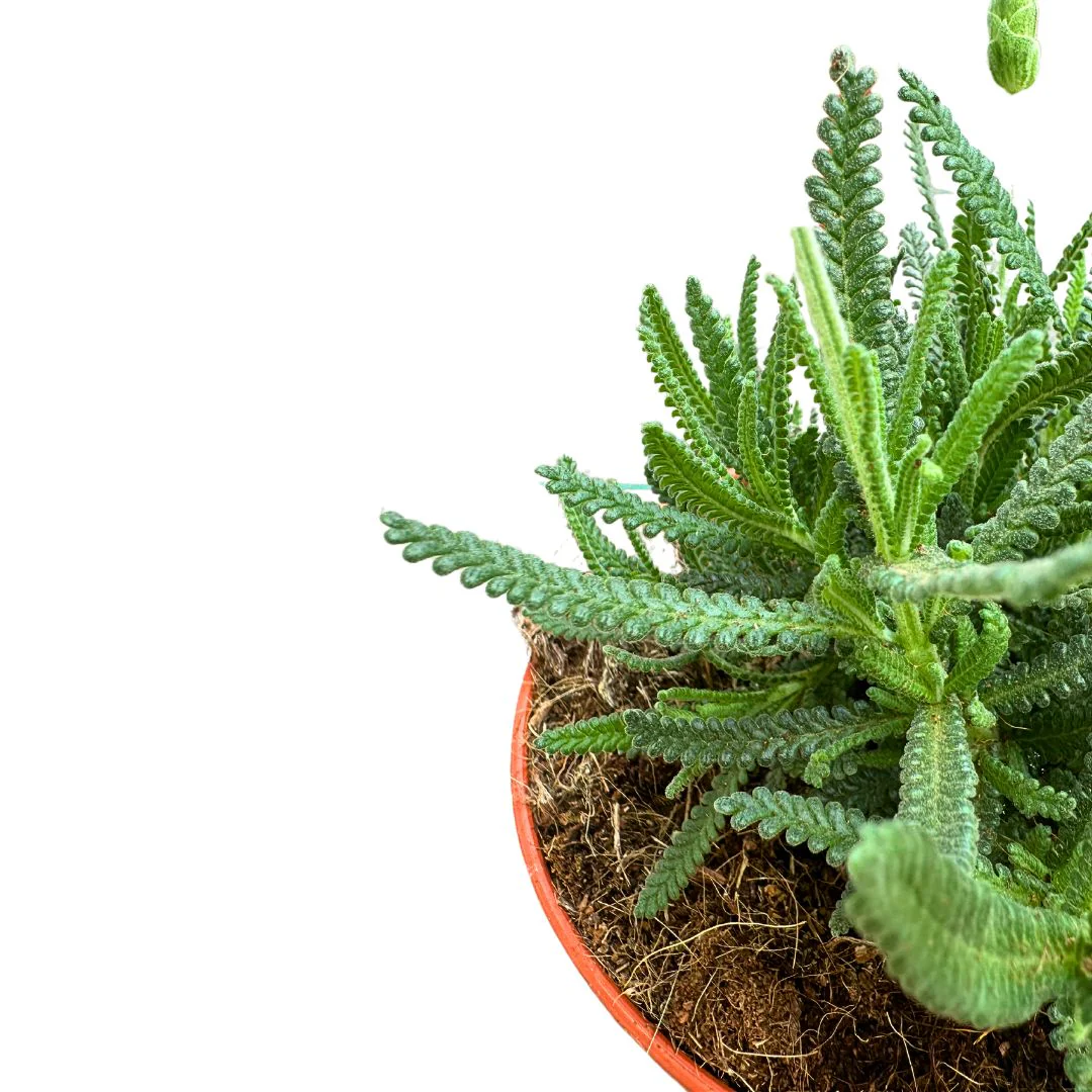 Lavanda Dentata Planta Ornamental Para Jardines Y Macetas (lavandula Dentata) Maceta 17cm - Image 2