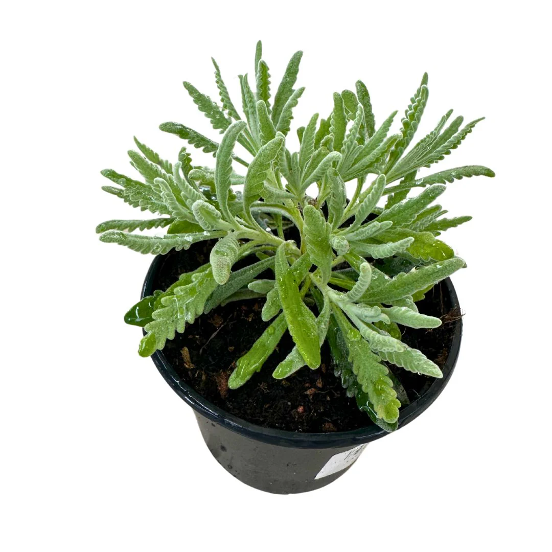 Lavanda Officinalis Planta Ornamental Para Jardines Y Macetas Maceta 11-13cm