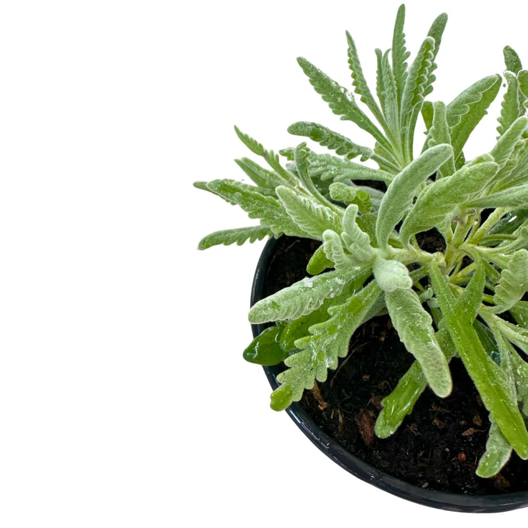 Lavanda Officinalis Planta Ornamental Para Jardines Y Macetas Maceta 23cm - Image 2