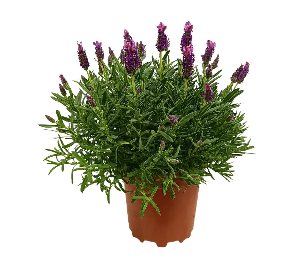 Lavanda Stoechas M17 35cm
