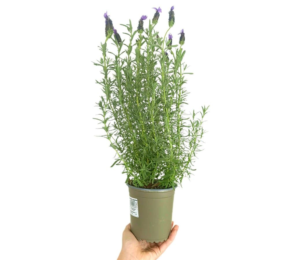 Lavanda Stoeches M13