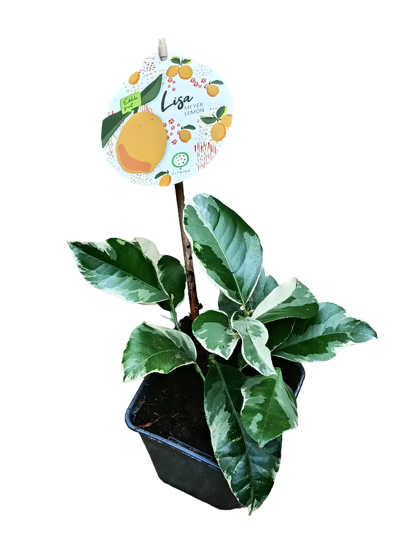 Limonero Joven Citrus Meyers De Hoja Variegata Ø9