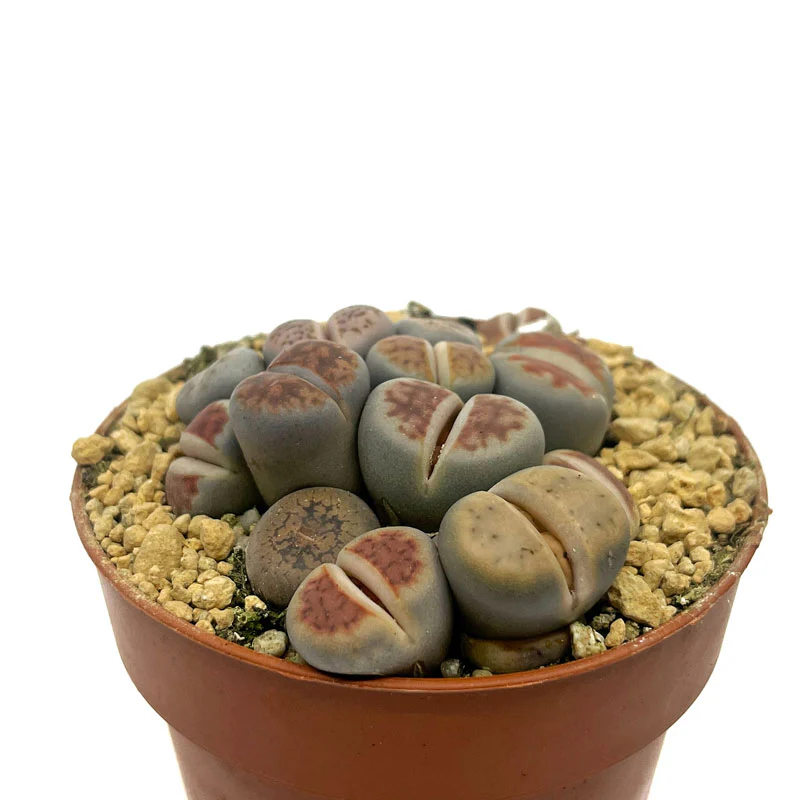 Lithops Cactus Y Suculentas M5,5 cm Ø