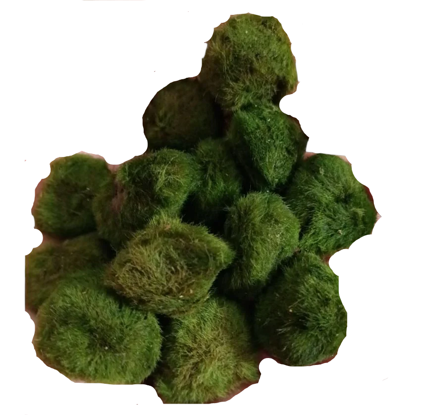 Lote 10 Bolas Marimo Moss Cladophora 2-3 Cm
