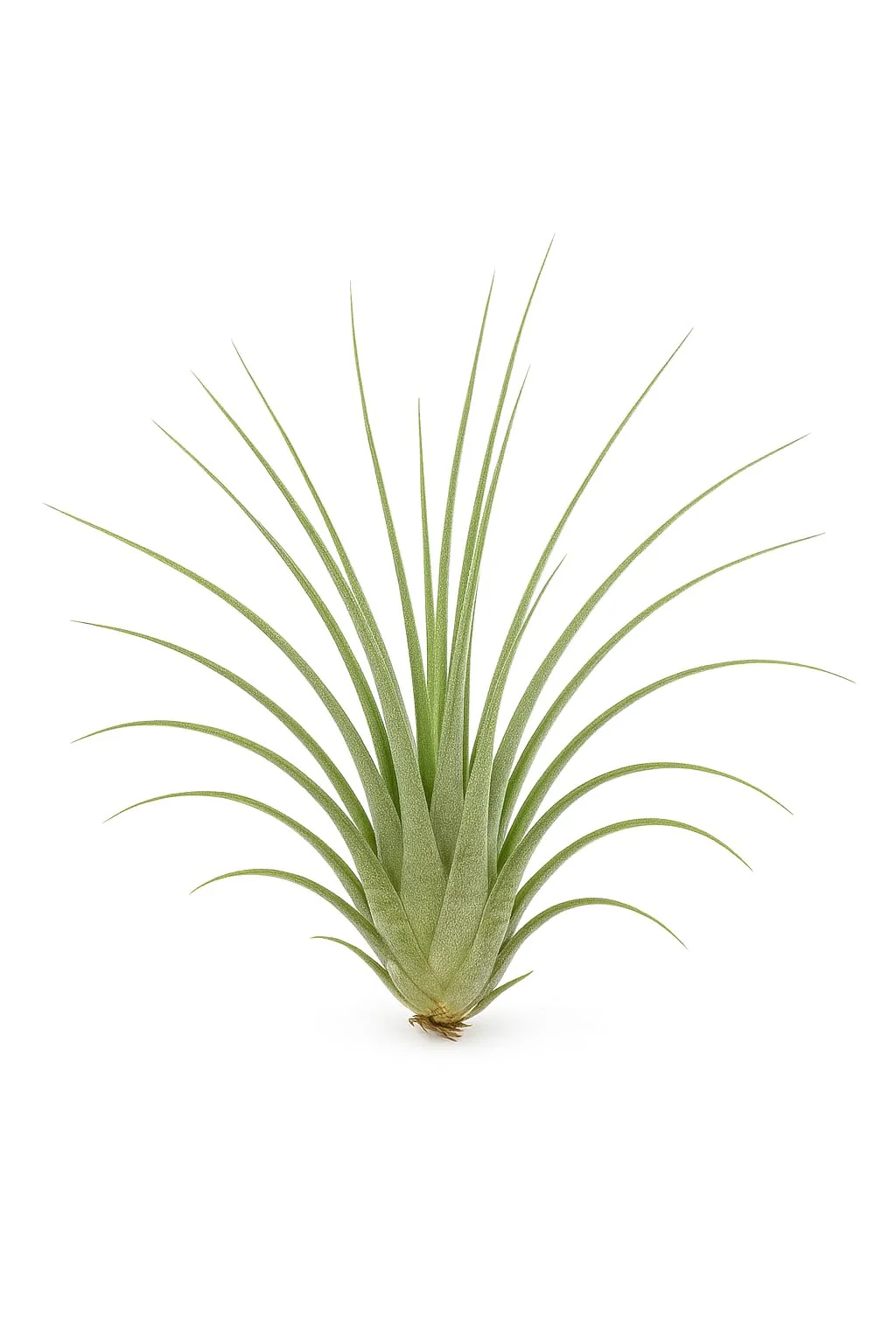 Lote Iniciación 5 Plantas del Aire; plantas del aire, tillandsias, 5 ejemplares diferentes; Curiosarium; tamaños varios - Image 3