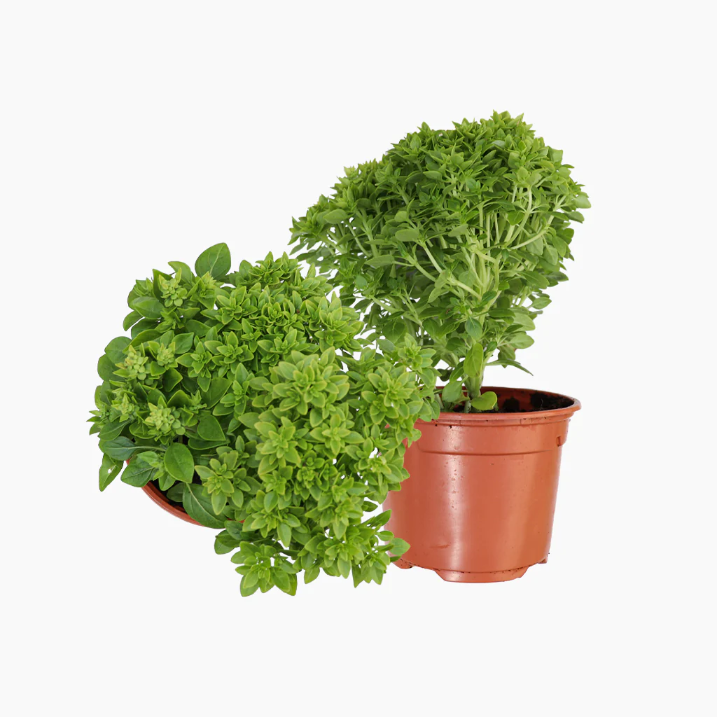 Maceta Albahaca De Hoja Pqueña 10,5 Cm - Plantabo