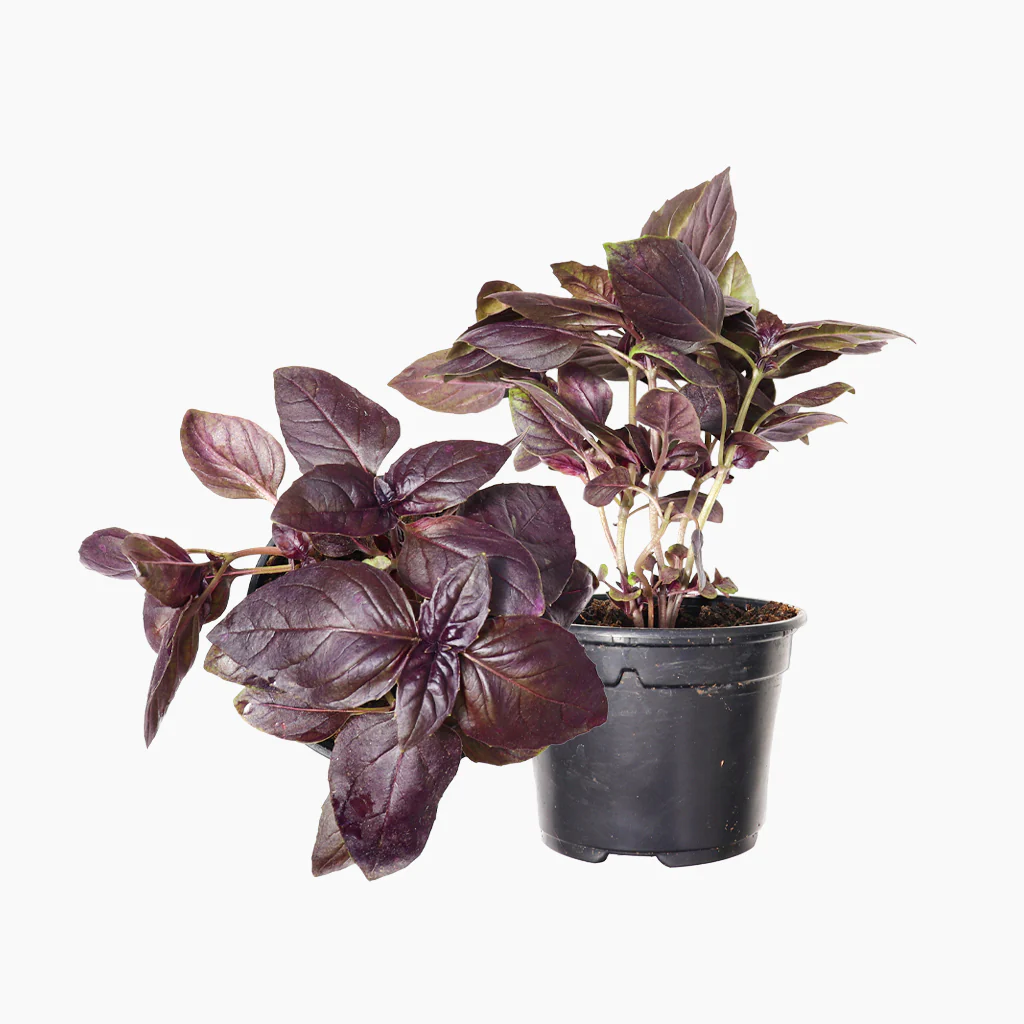Maceta Albahaca Morada 10,5 Cm - Plantabo