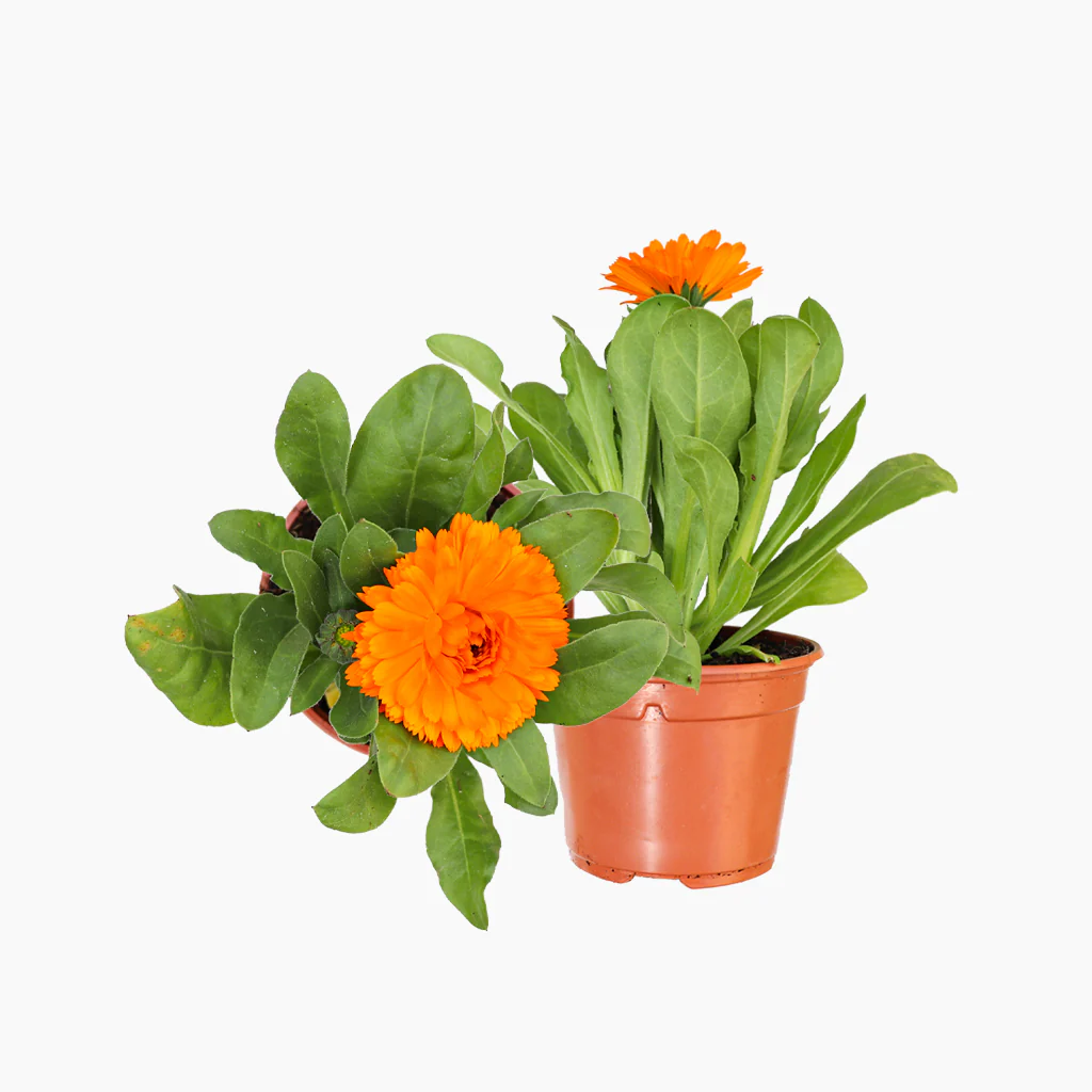 Maceta Caléndula 10,5 Cm - Plantabo