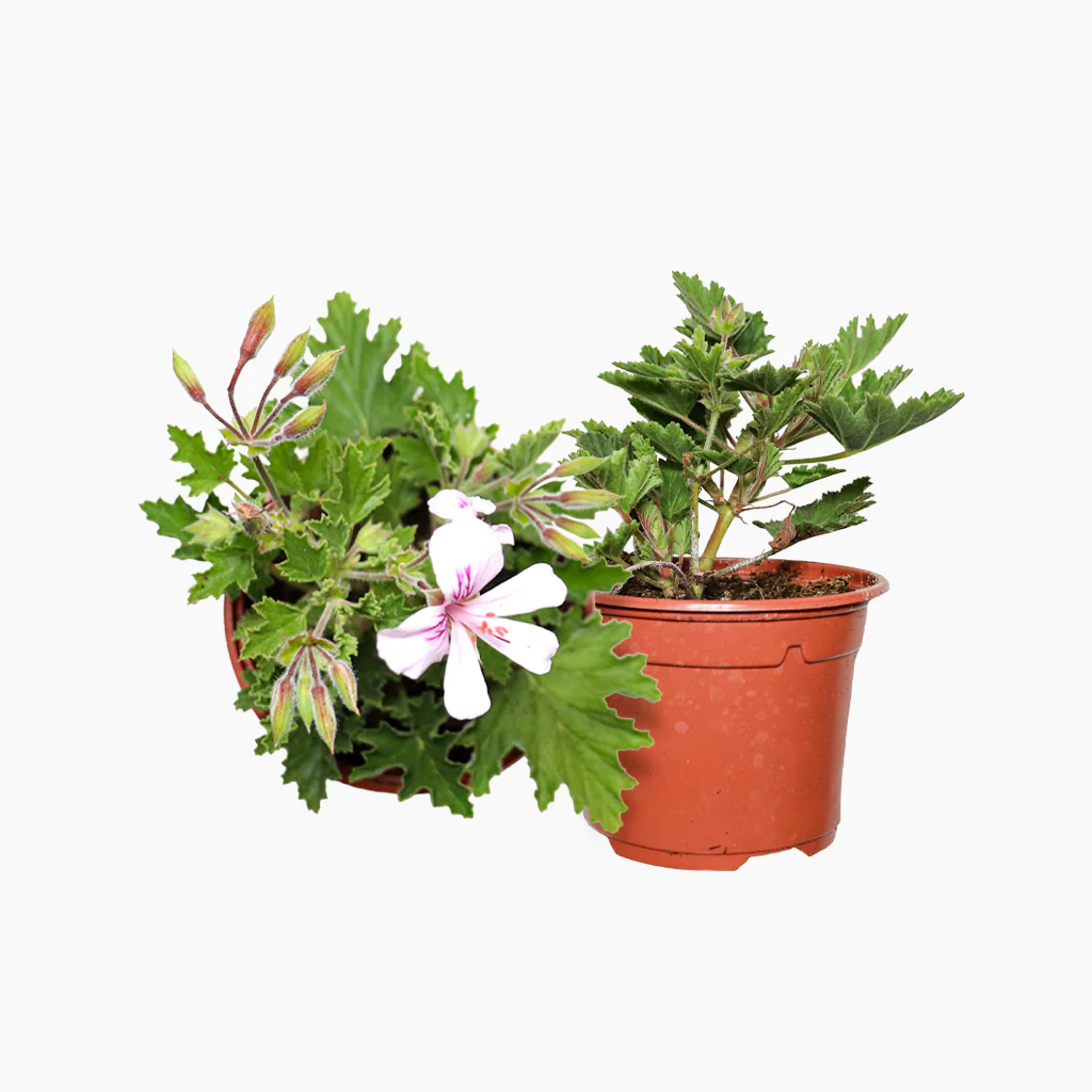 Maceta Citronela 10,5 Cm - Plantabo