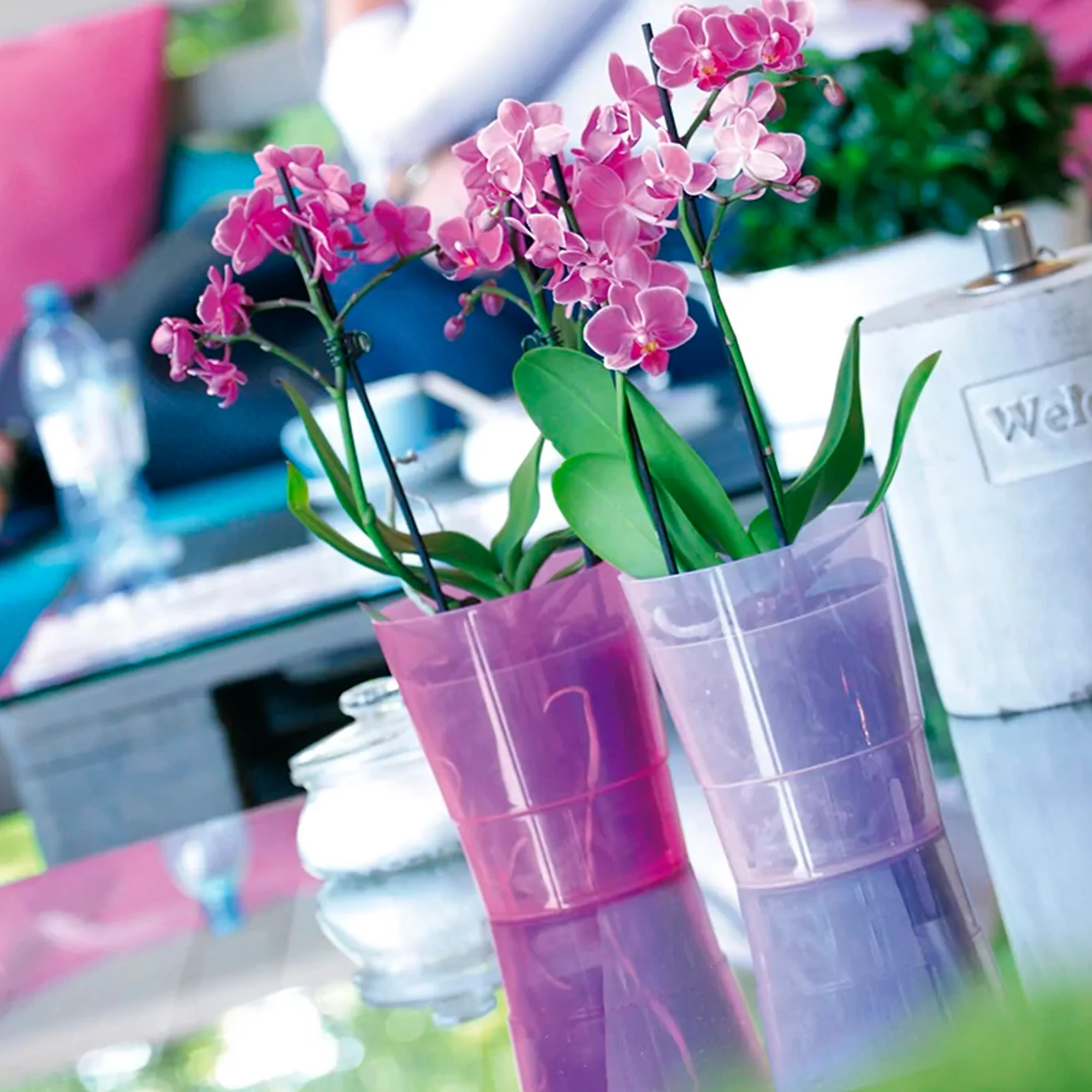 Maceta Coubi Orchid 1,1l., Dimensiones (mm) 125x125x147, Color Violeta Transparente - Image 4