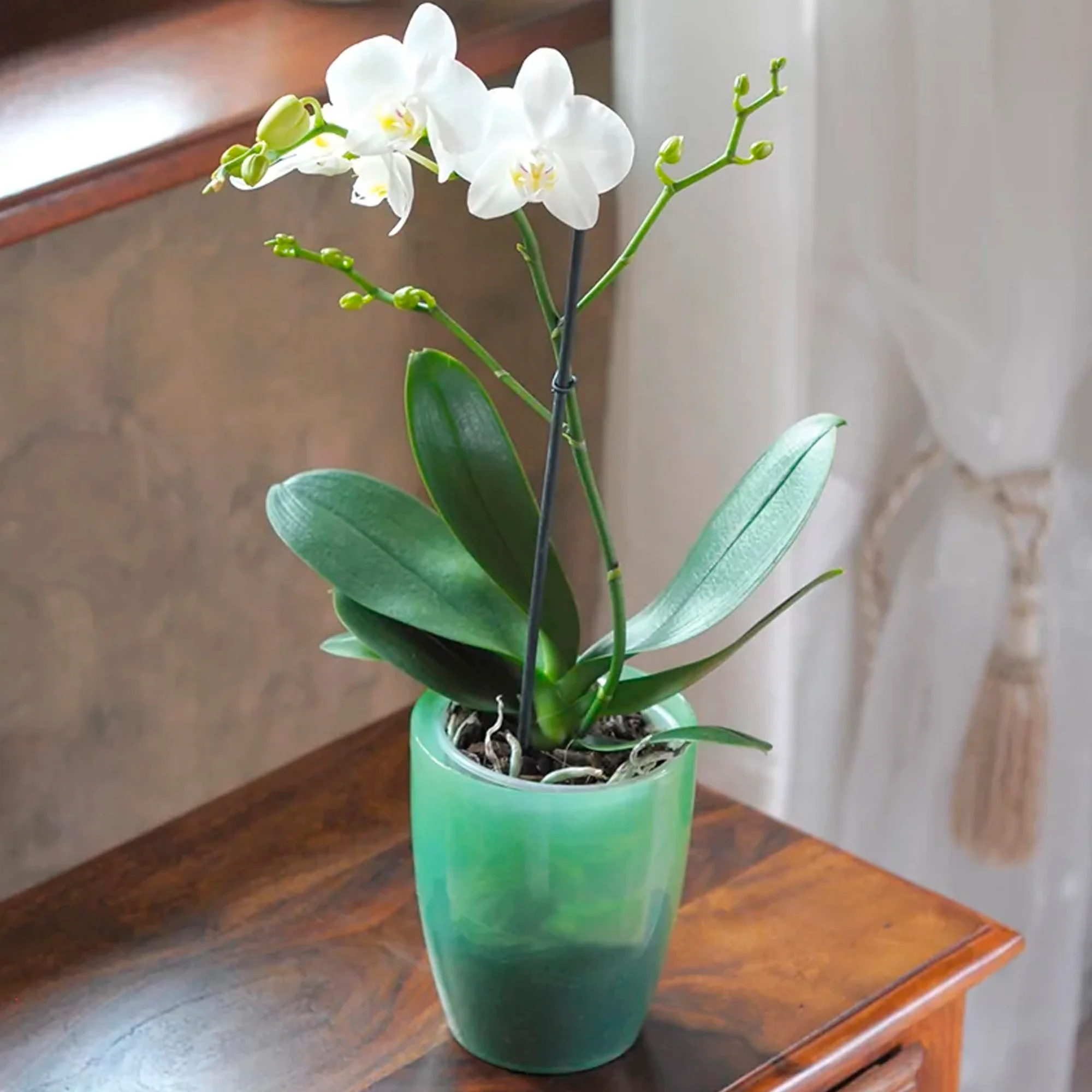 Maceta Coubi Orchid 2,4l., Dimensiones (mm) 160x160x183, Color Verde Transparente Mate - Image 4