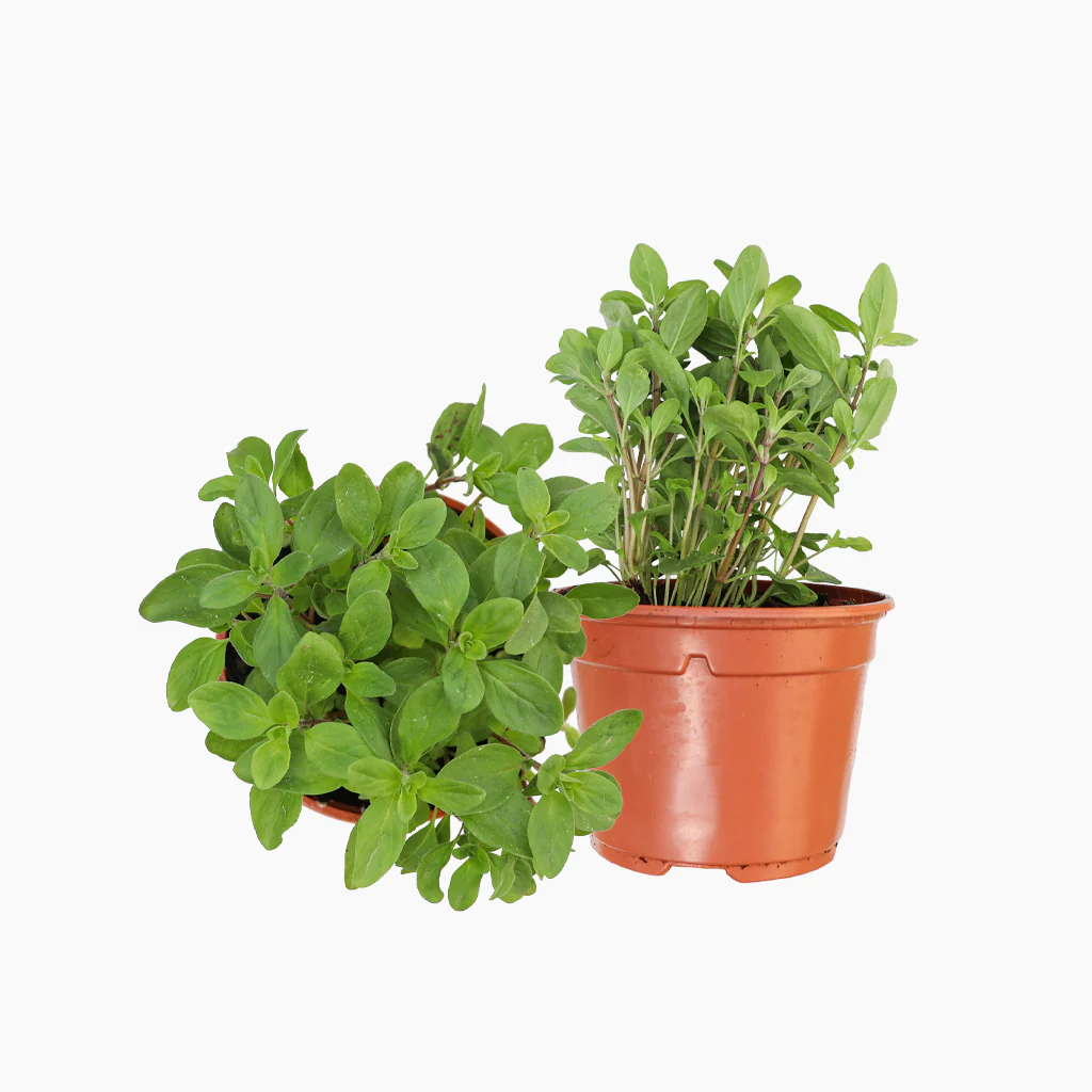 Maceta Mejorana 10,5 Cm - Plantabo