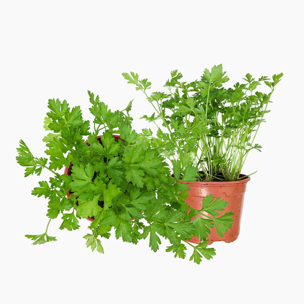 Maceta Perejil Común 10,5 Cm - Plantabo