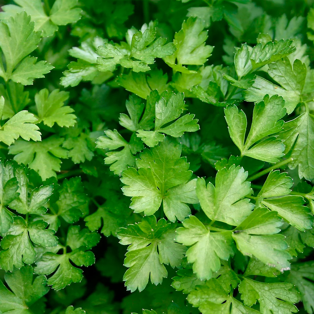Maceta Perejil Común 10,5 Cm - Plantabo - Image 2