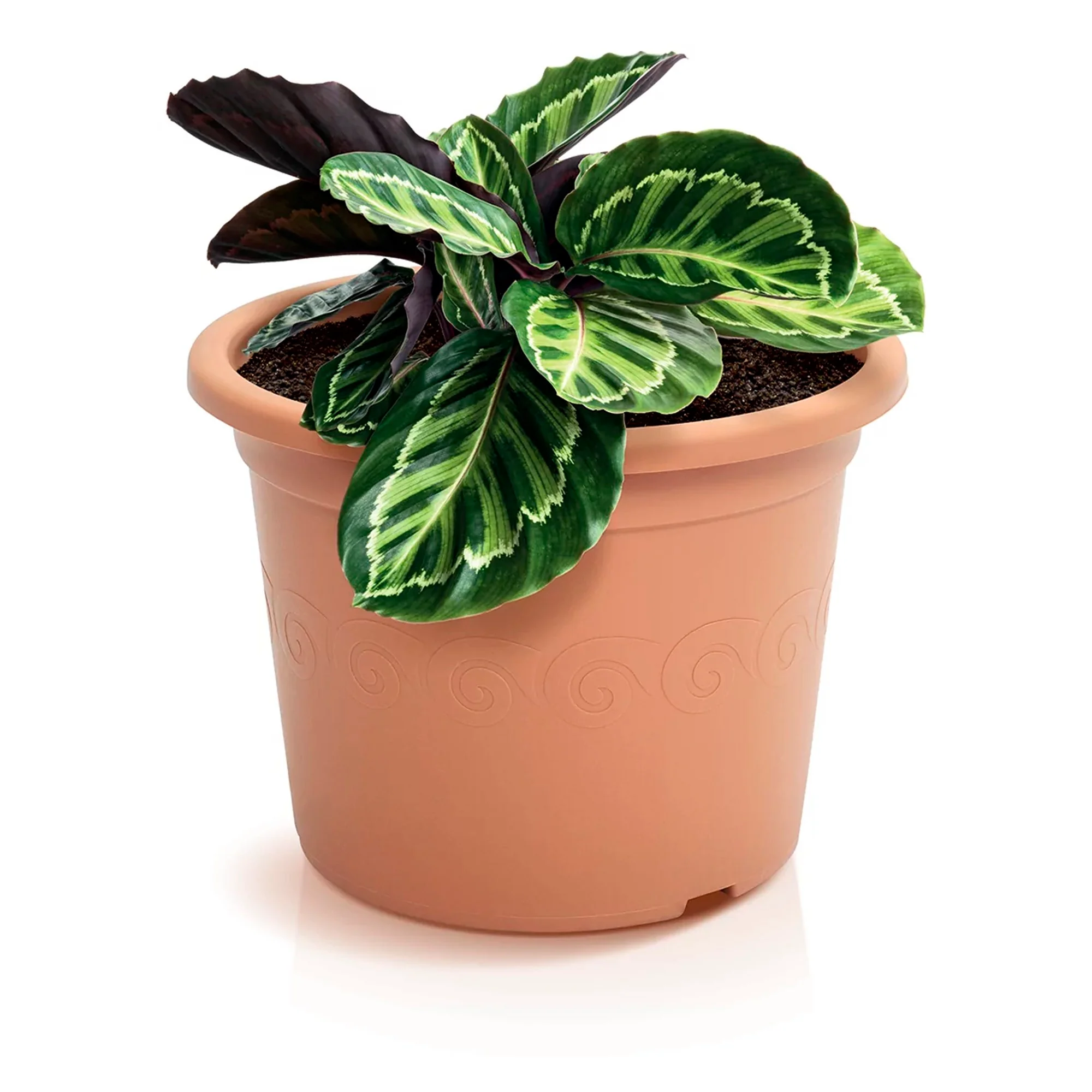 Maceta Plastica 0,15l., Dimensiones (mm) 90x90x67, Color Terracota - Image 4