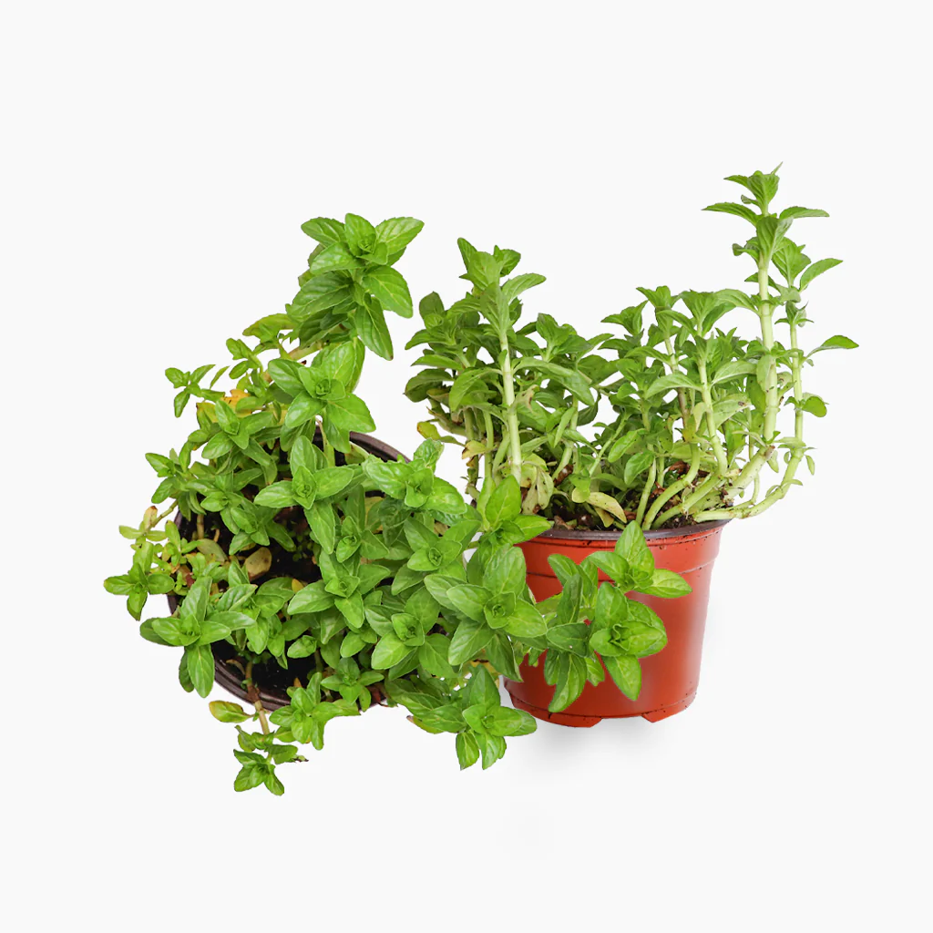 Maceta Poleo 10,5 Cm - Plantabo