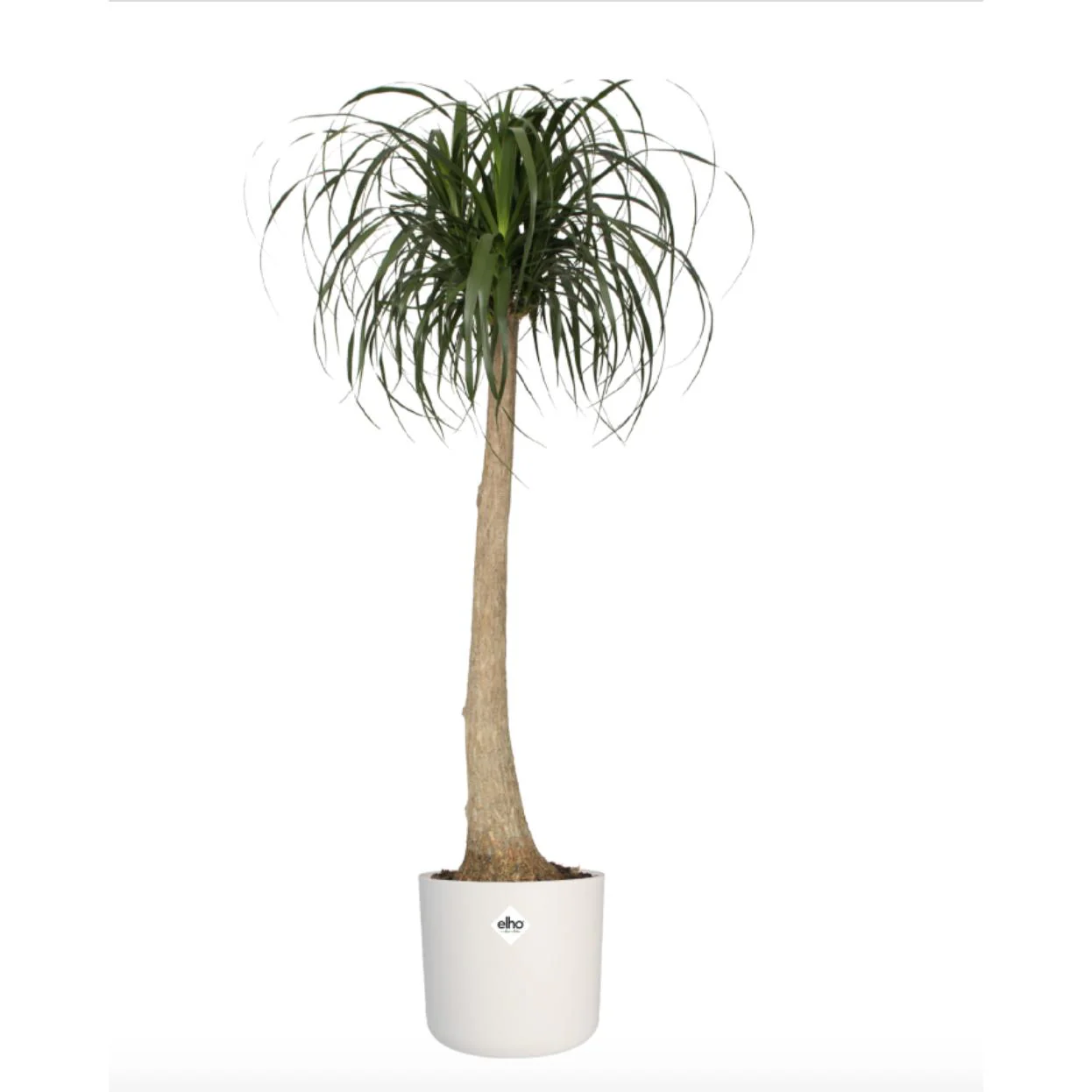 Macetero B.for Soft Round Elho Blanco 30 cm - Image 4