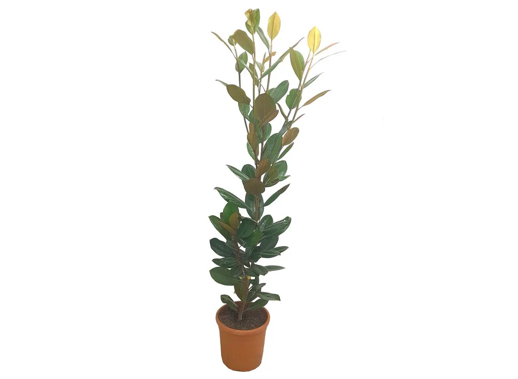 Magnolia Grandiflora M25 80-100cm