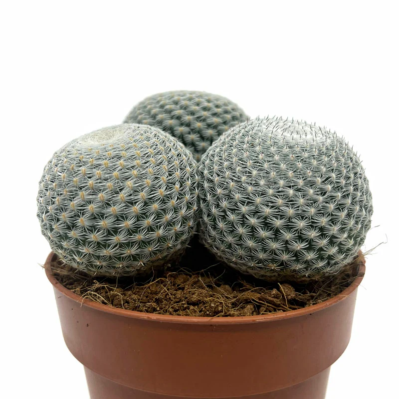 Mammillaria Haageana Subs. Elegans Cactus Y Suculentas M8,5 cm Ø