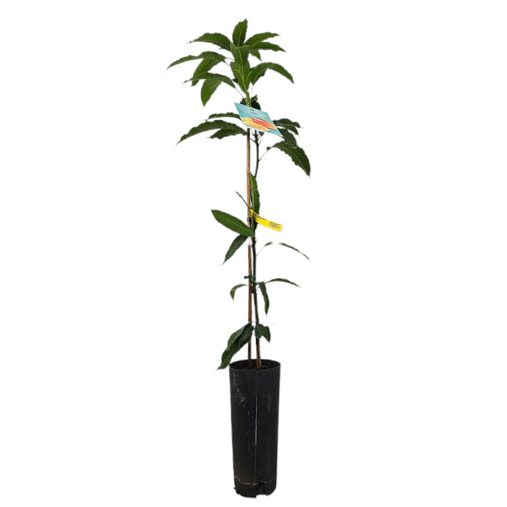 Mango Indica Tb20 120-140cm