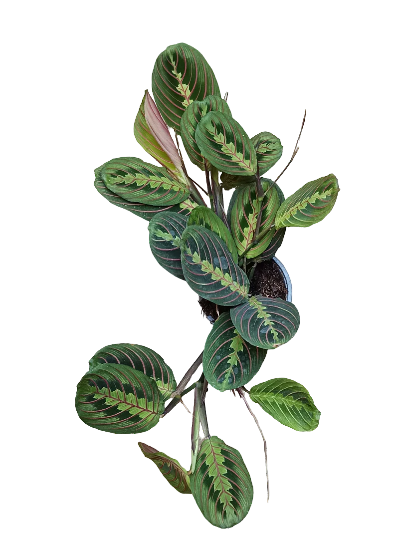 Maranta Fascinator Planta De Interior Ø12