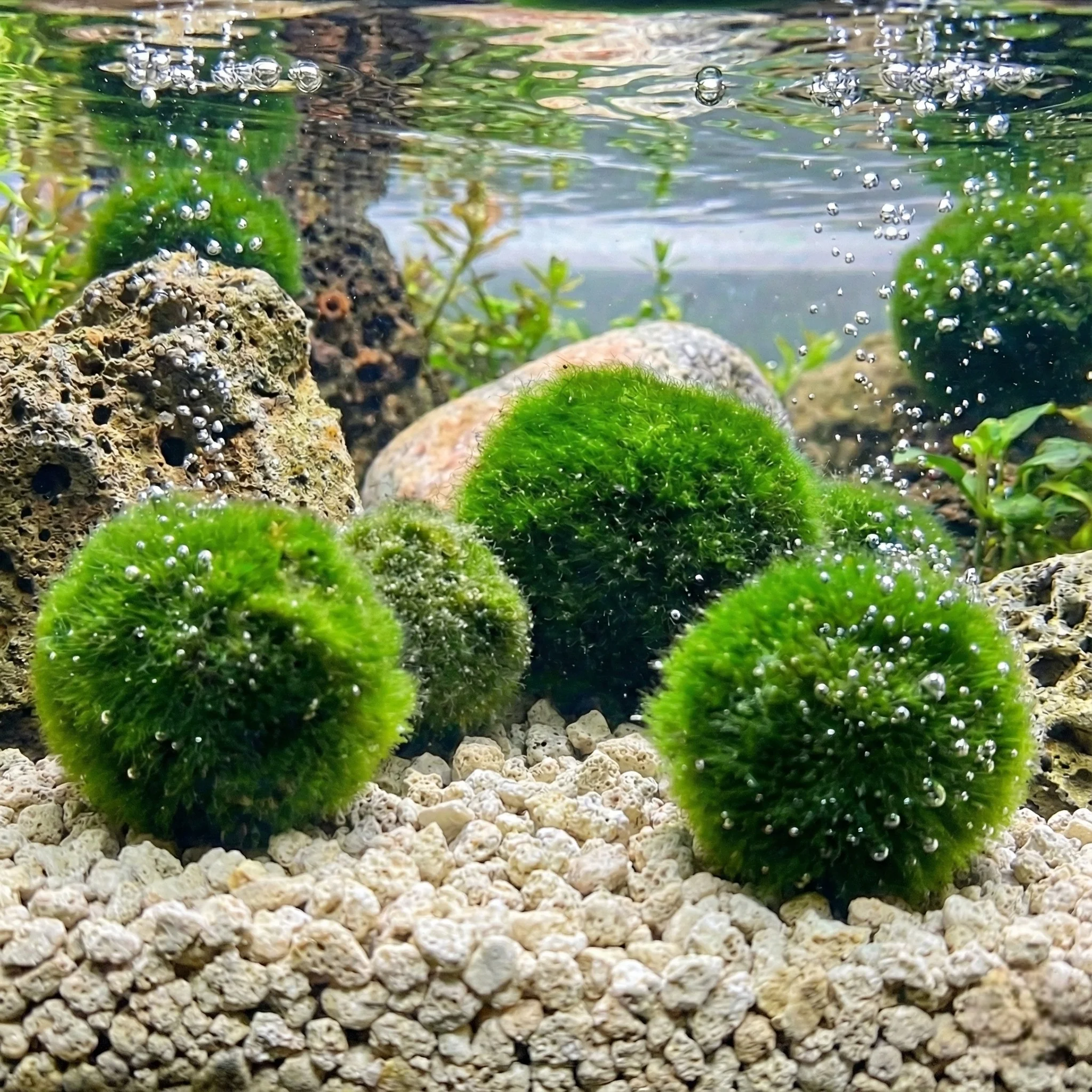 Marimo Marimo 10 Unidades - Cladophora Aegagropila - 5 Cm - Contra Las Algas Del Estanque - Image 2