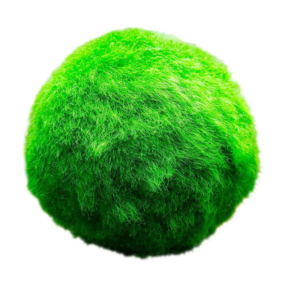 Marimo Marimo 5 Unidades - Cladophora Aegagropila - 3 Cm - Contra Las Algas Del Estanque