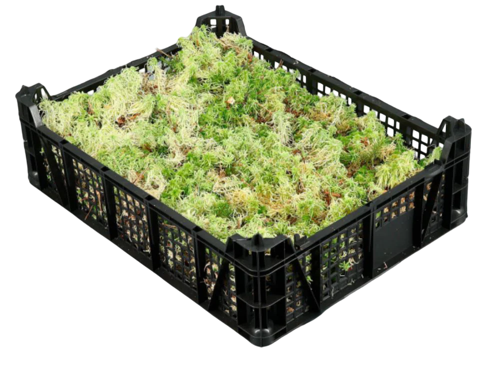 Media Caja De Musgo Vivo Sphagnum - Se Envia Sin Caja