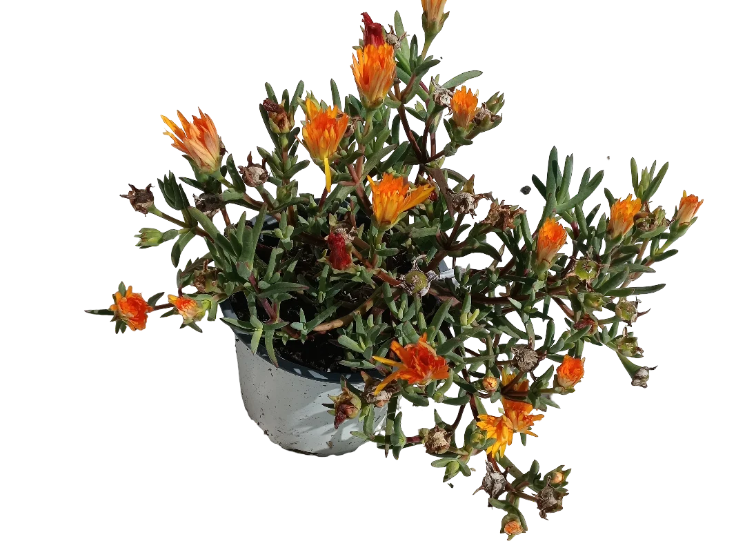 Mesem Flor Naranja Planta Colgante Ø14