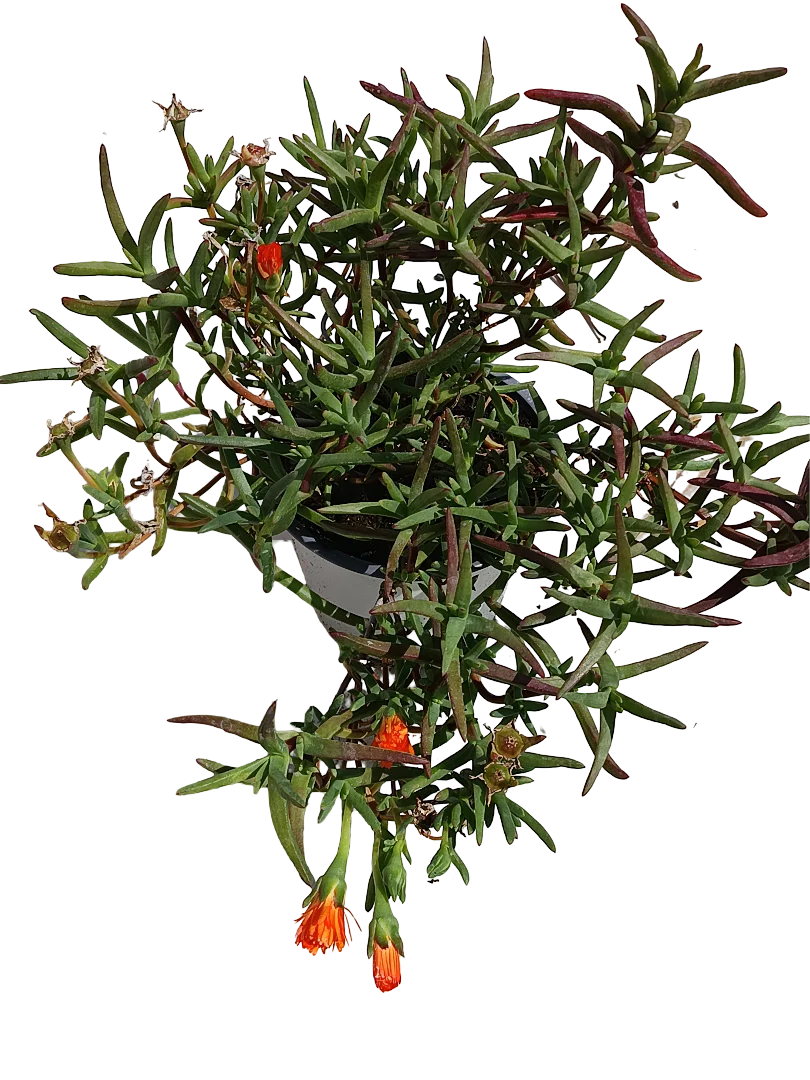 Mesem Flor Naranja Planta Colgante Ø14 - Image 2