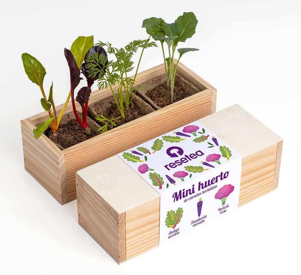 Mini Huerto De Extrañas Hortalizas (acelga Arcoíris, Zanahoria Morada Y Brócoli Rosa) | Regalo Original