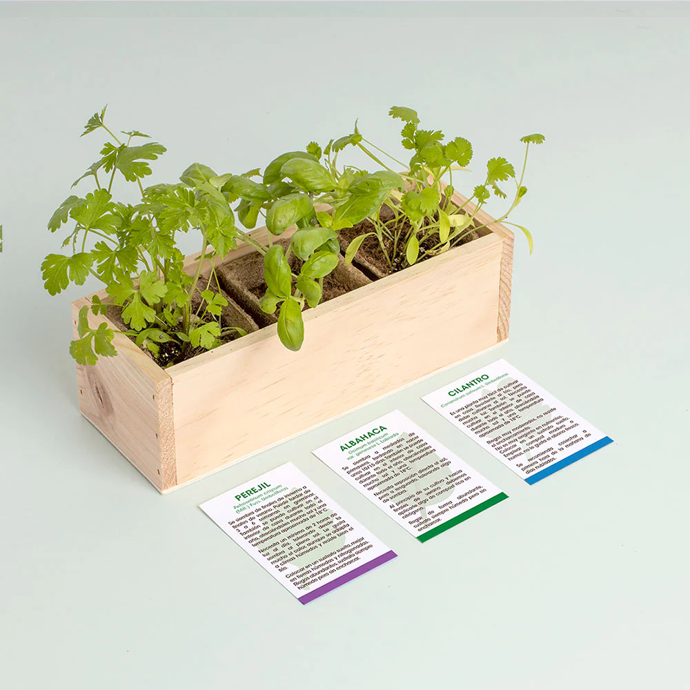Mini Huerto Hierbas Aromáticas (perejil, Albahaca Y Cilantro) | Kit De Cultivo En Casa Fácil Y Natural - Image 3