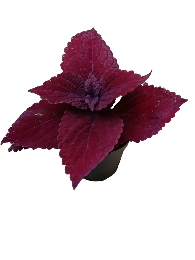 Mini Planta Coleo Rojo Second Street Para Interior Y Terrarios Ø6
