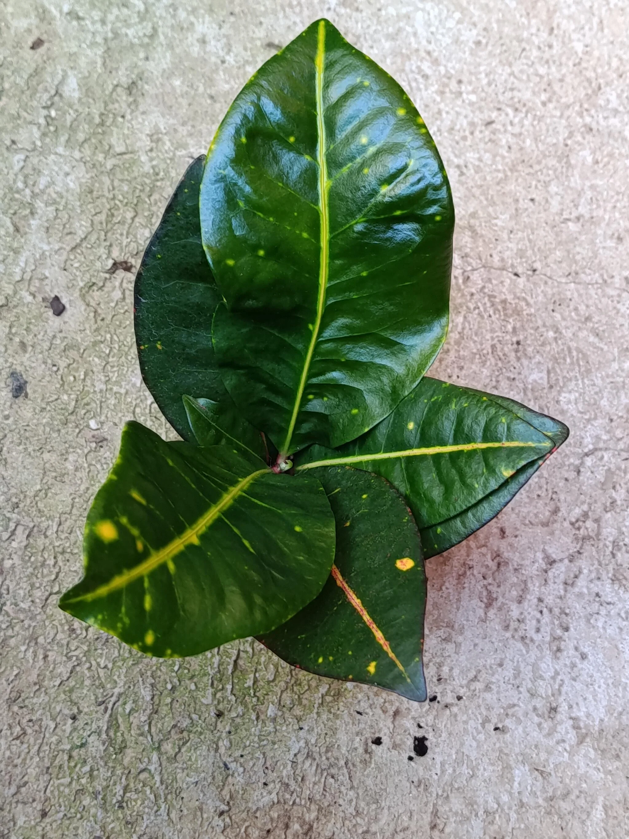 Mini Planta Croton Petra Para Interior Y Terrarios Ø6 - Image 2