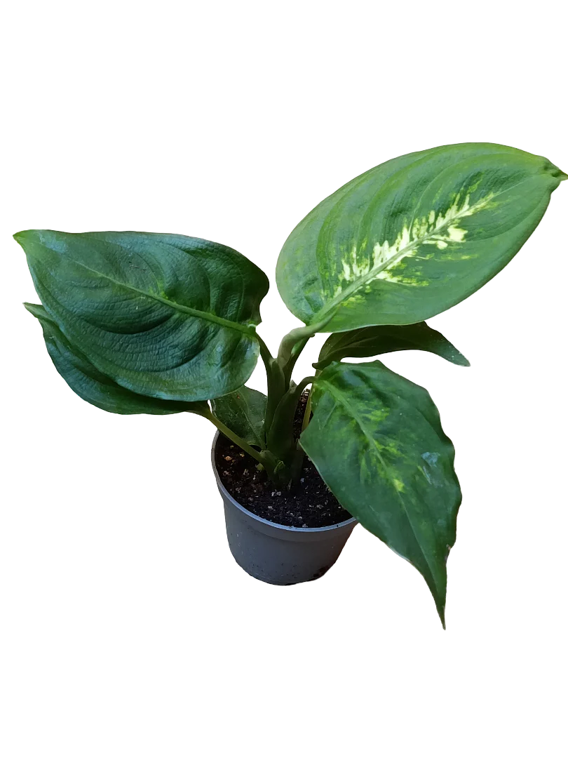 Mini Planta Dieffenbachia Camilla Para Interior Y Terrarios Ø6