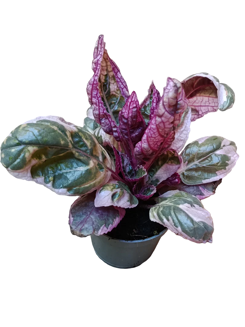 Mini Planta Hemigraphis Snow White Para Interior Y Terrarios Ø6