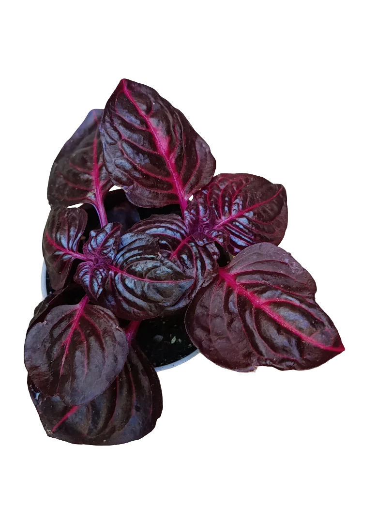 Mini Planta Iresine Bloodleaf Para Interior Y Terrarios Ø6