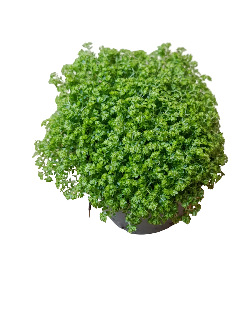 Mini Planta Selaginella Apoda Para Interior Y Terrarios Ø6