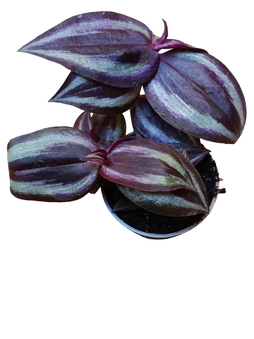 Mini Planta Tradescantia Purpusii Para Interior Y Terrarios Ø6