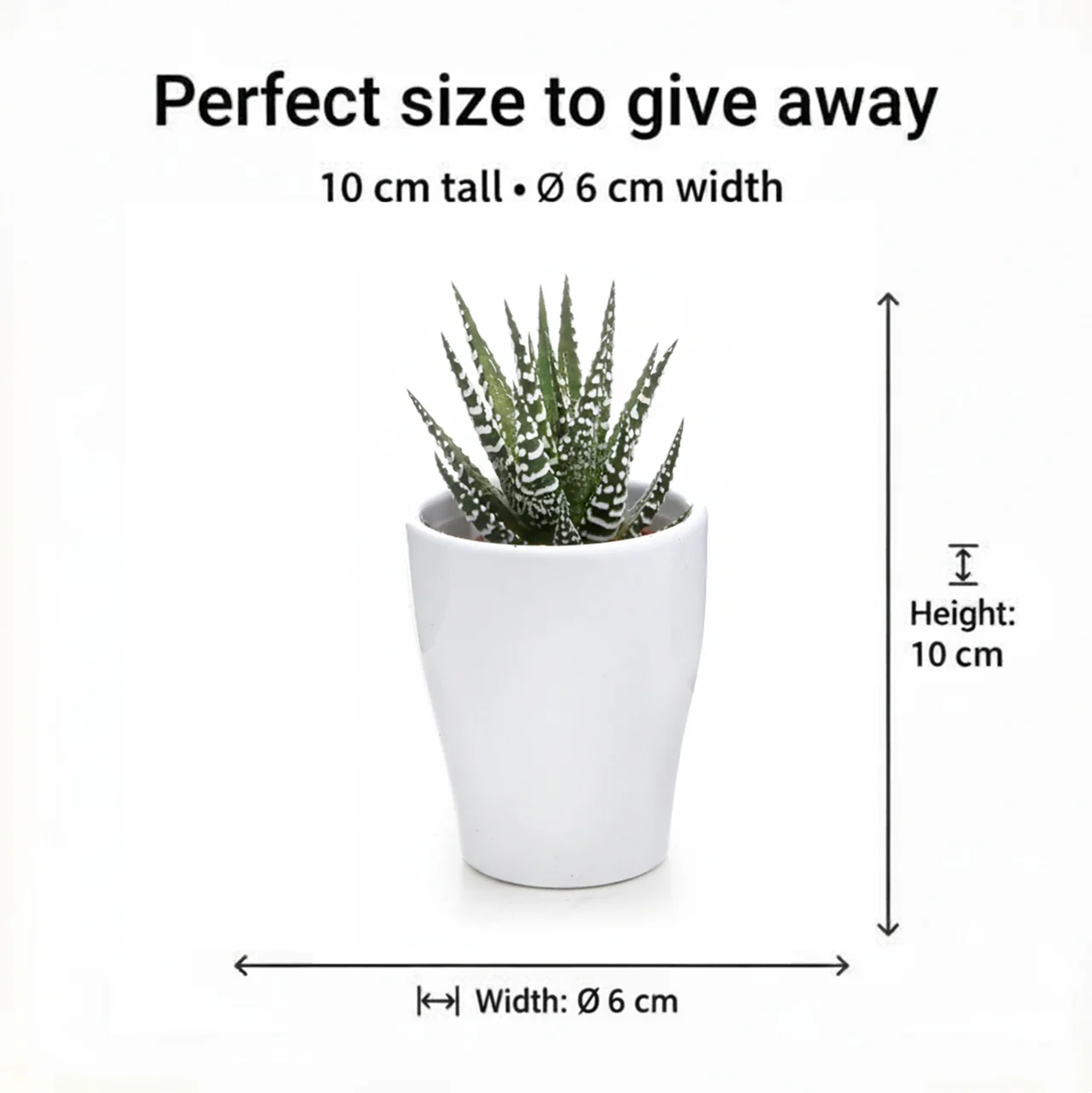 Mini Plantas De Interior Y Helechos - 20 Unidades - Para Terrario - Image 4