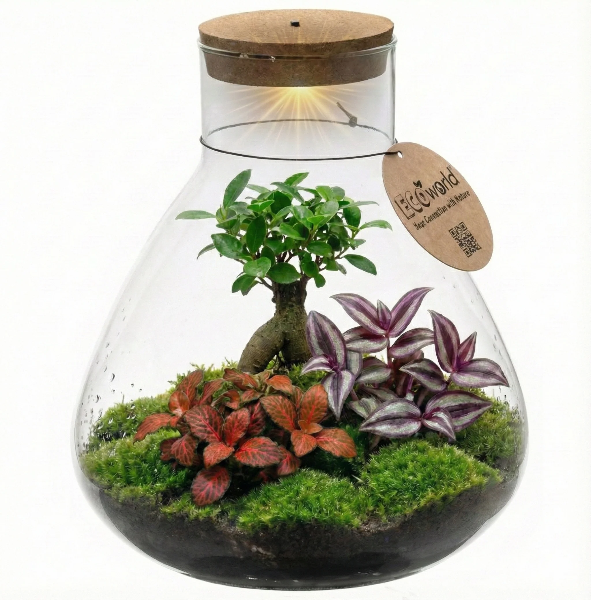 Mini-terrario Diy De 11 Cm De Diámetro: Un Ecosistema Autosuficiente