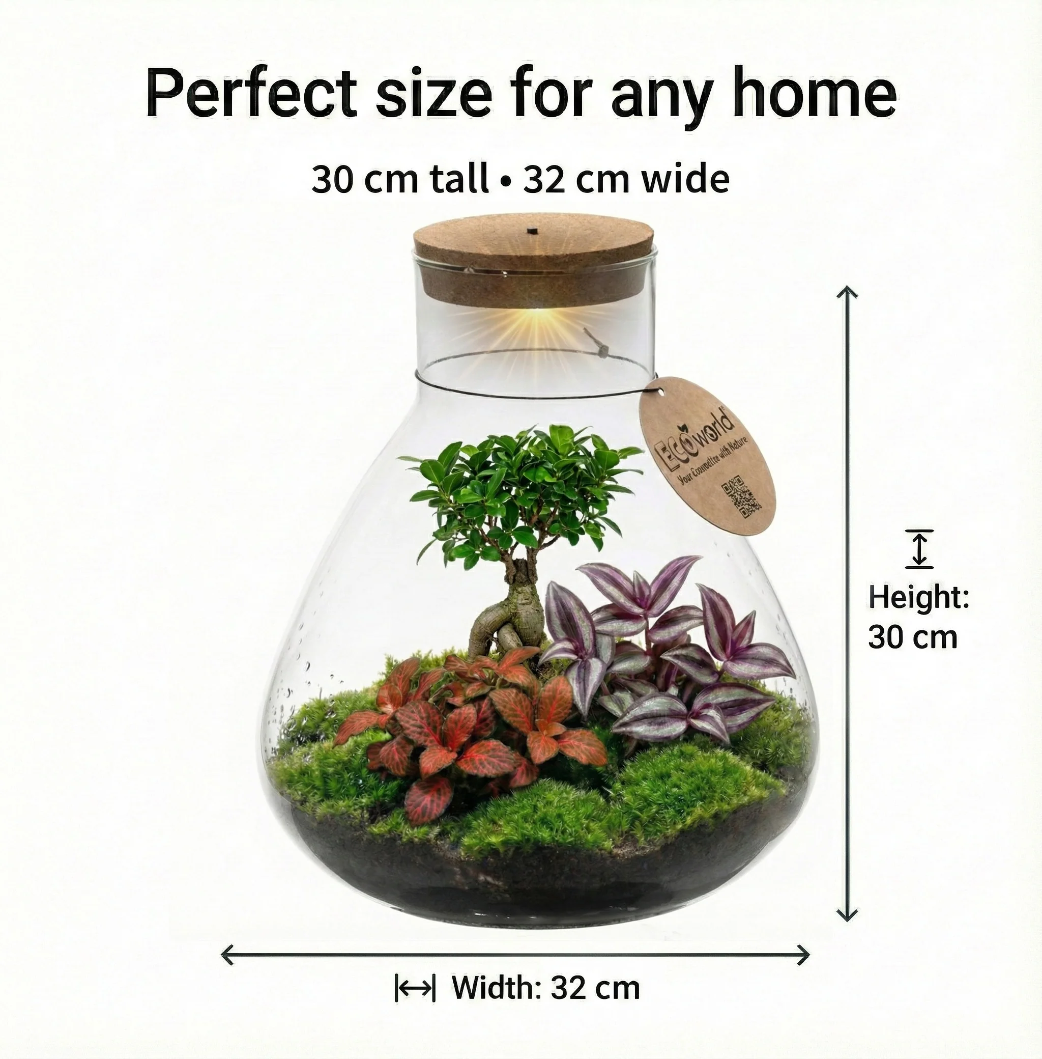 Mini-terrario Diy De 11 Cm De Diámetro: Un Ecosistema Autosuficiente - Image 6