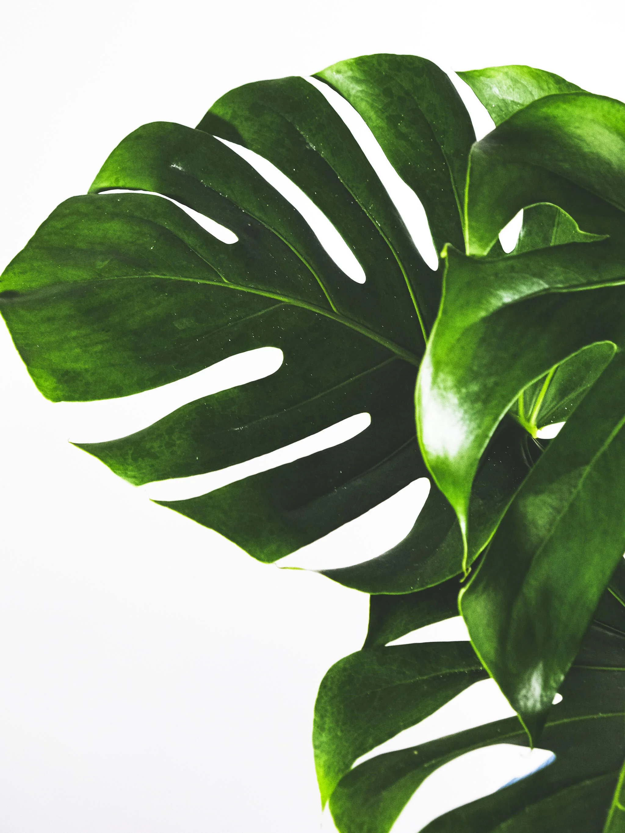 Monstera Deliciosa | Altura 70cm - Maceta 17cm - Image 2