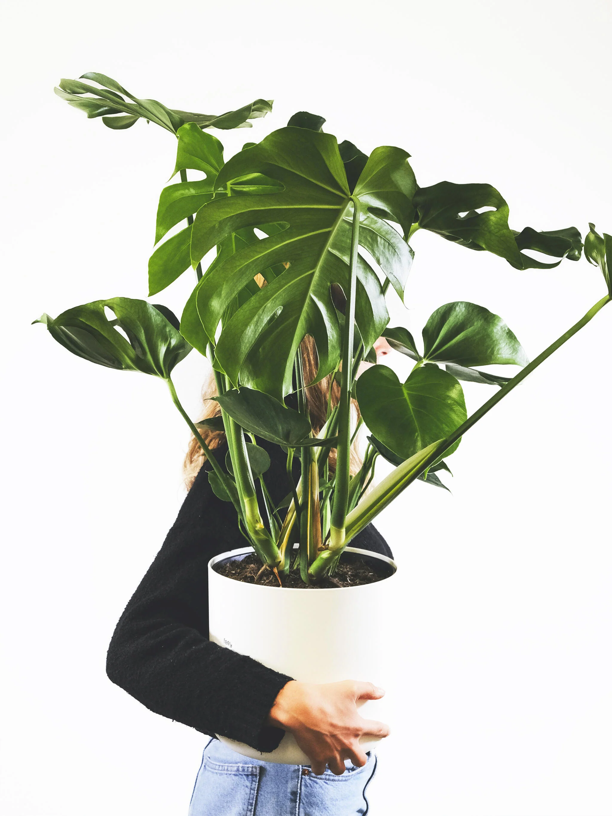 Monstera Deliciosa | Altura 70cm - Maceta 17cm - Image 5