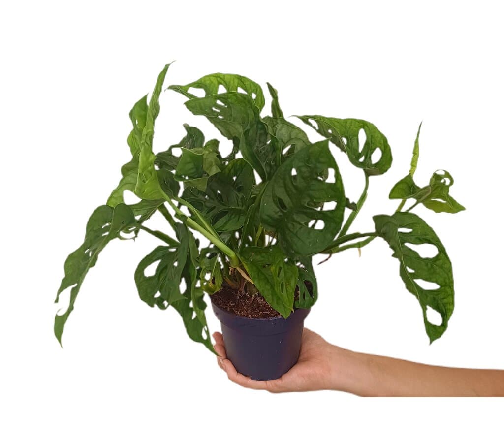 Monstera Obliqua M12
