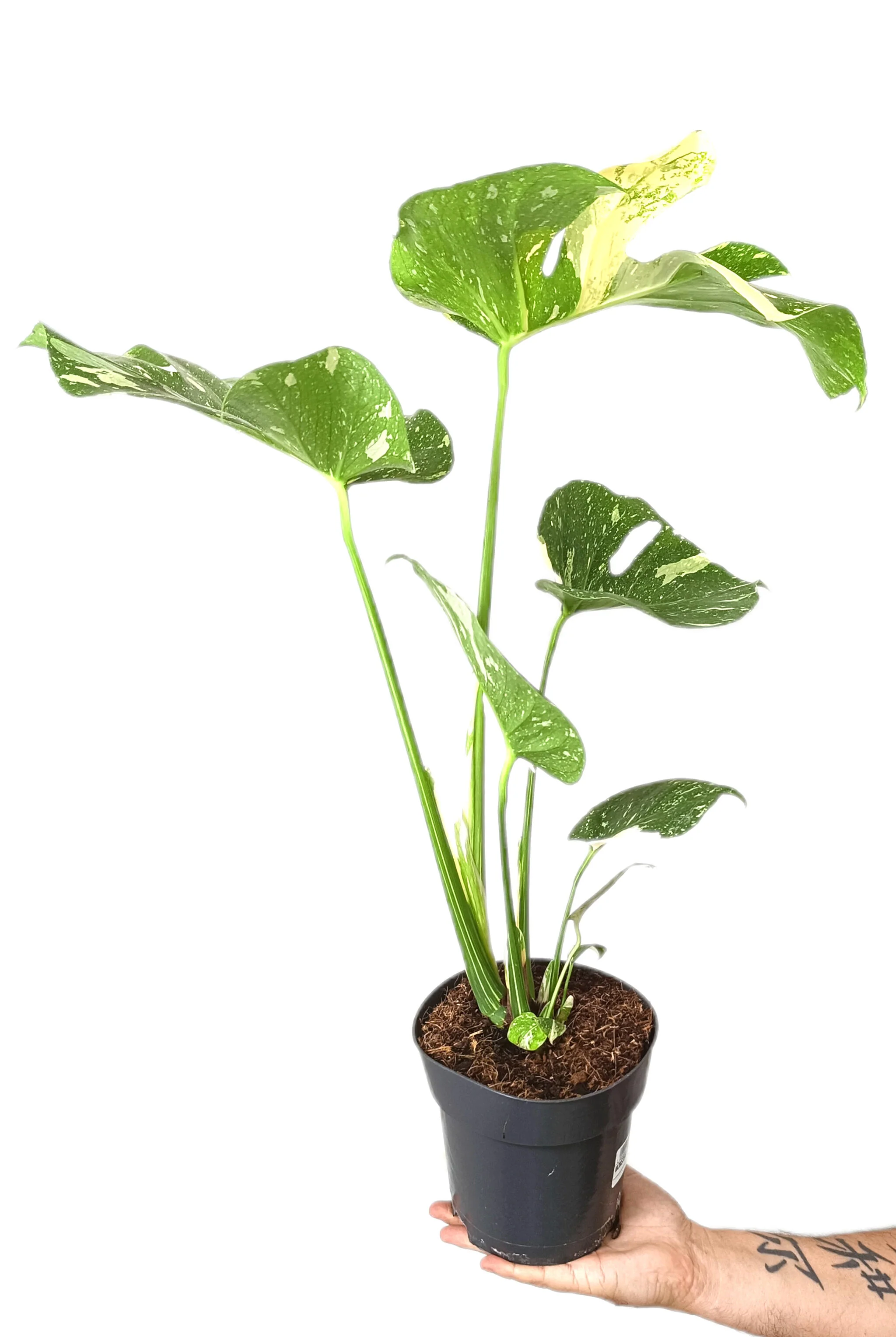 Monstera Thai Constelation M17 50cm - Image 2