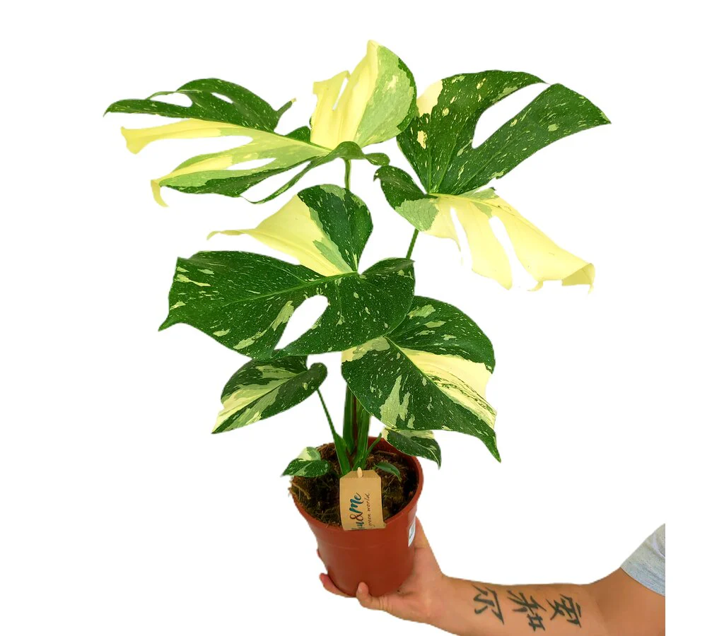 Monstera Thai Constelation M17 50cm - Image 4