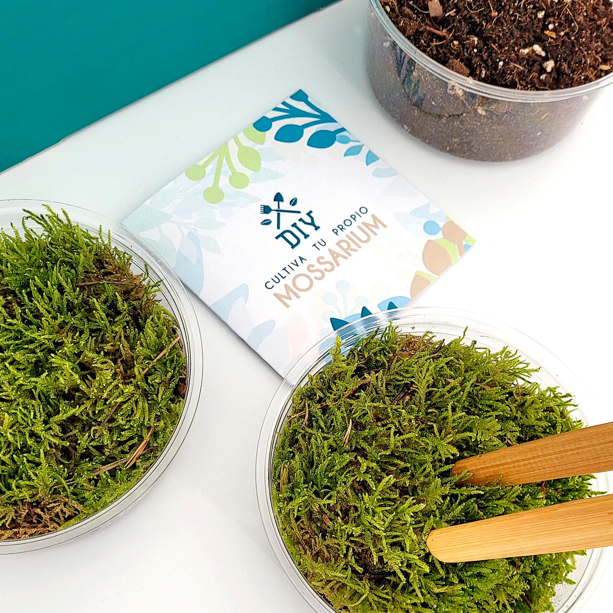 Mossarium Diy - Inlcuye Musgo Natural - Image 3