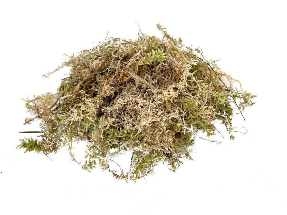 Musgo Sphagnum Humedo 250/300 Gr. - Image 2